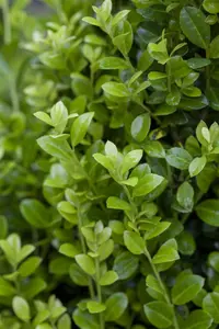 Ilex crenata 'Luxus? Hedge' - 2 Ltr pot
