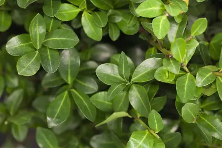 Ilex crenata 'Maxima' - 70 CM BALL RB