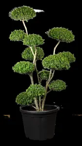 Ilex crenata 'Maxima' - 45 CM BALL C20 - image 2