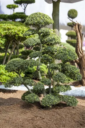 ILEX CRENATA PYRAMID 55CM 5L - image 1