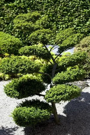 ILEX CRENATA PYRAMID 55CM 5L - image 4