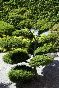 ILEX CRENATA PYRAMID 55CM 5L - image 4