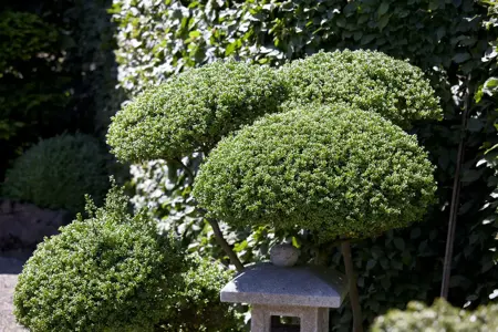 ILEX CRENATA PYRAMID 55CM 5L - image 3