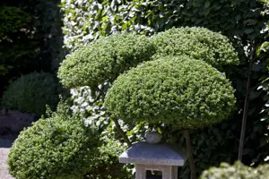 ILEX CRENATA PYRAMID 55CM 5L - image 3