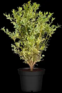 ILEX CRENATA PYRAMID 55CM 5L - image 5