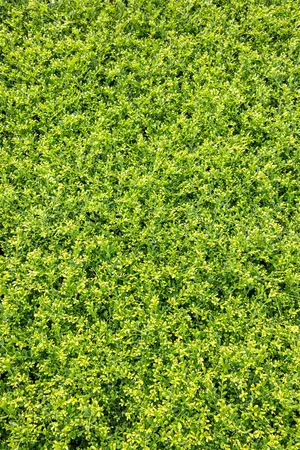 Ilex crenata 'Stokes' - 60 CM BALL C25 - image 5