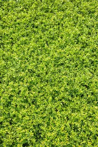 Ilex crenata 'Stokes' - 100 CM BALL CNT - image 5
