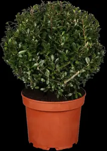 Ilex crenata 'Stokes' - 45 CM BALL ROOTBALL - image 1