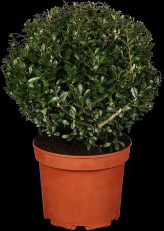 Ilex crenata 'Stokes' - BALL 40-45 CM RB - image 1