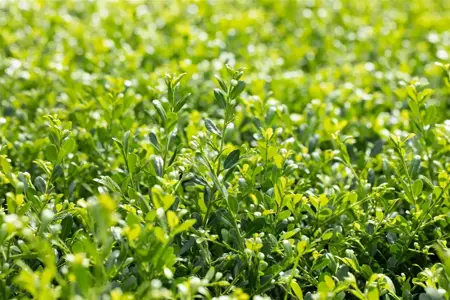 Ilex crenata 'Stokes' - LINERS 24 CEL TRAY P9 SIZE - image 5