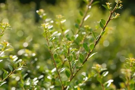 Ilex crenata 'Stokes' - 2 Ltr pot - image 4