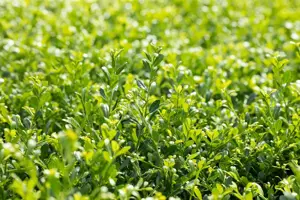 Ilex crenata 'Stokes' - 2 Ltr pot - image 5