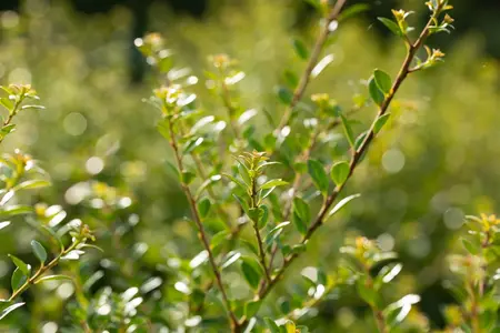 Ilex crenata 'Stokes' - 100 CM BALL CNT - image 2