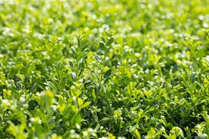 Ilex crenata 'Stokes' - 100 CM BALL CNT - image 3