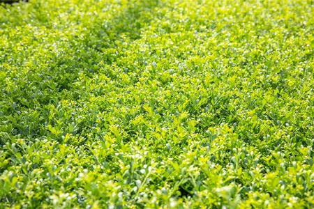 Ilex crenata 'Stokes' - 30 CM BALL RB - image 4