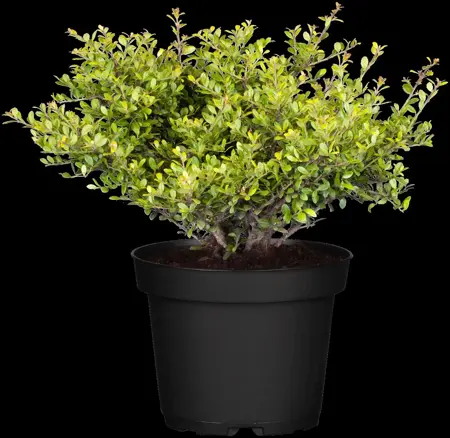 Ilex crenata 'Stokes' - 40 CM BALL ROOTBALL - image 2