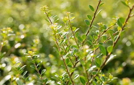 Ilex crenata 'Stokes' - 2 Ltr pot - image 3