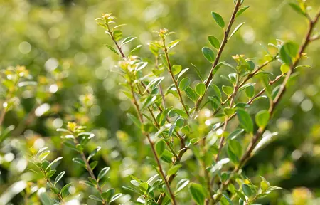Ilex crenata 'Stokes' - 100 CM BALL CNT - image 1