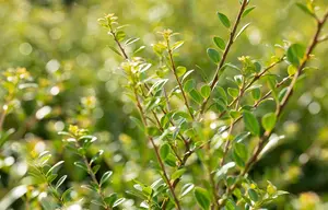 Ilex crenata 'Stokes' - 100 CM BALL CNT - image 1