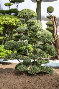 Ilex crenata 'Strong Caroline'