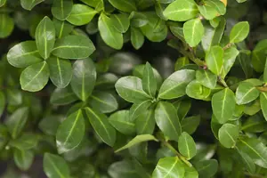 Ilex crenata 'Strong Caroline' - 2 Ltr pot - image 2