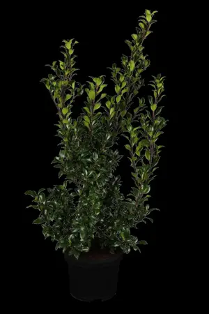 Ilex 'Hecken-Star'? - 3 Ltr pot - image 1
