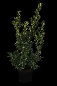 Ilex 'Hecken-Star'? - 3 Ltr pot - image 1
