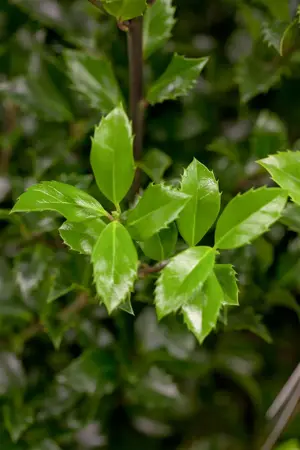 Ilex 'Hecken-Star'? - 3 Ltr pot - image 3