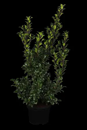 Ilex 'Hecken-Star'? - 100-125 CM RB - image 1