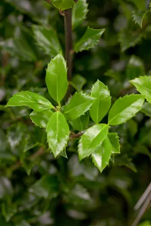 Ilex 'Hecken-Star'? - 2 Ltr pot - image 1