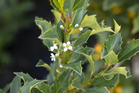 Ilex 'Hecken-Star'? - 2 Ltr pot - image 2