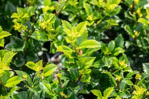 Ilex 'Hecken-Star'? - 2 Ltr pot - image 3