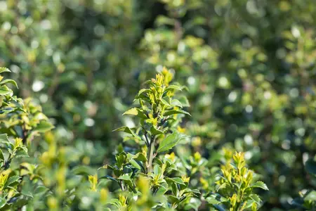 Ilex 'Hecken-Star'? - 2 Ltr pot - image 4