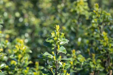 Ilex 'Hecken-Star'? - 2 Ltr pot - image 5