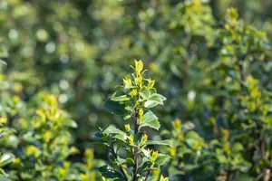 Ilex 'Hecken-Star'? - 2 Ltr pot - image 5