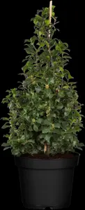 Ilex 'Hecken-Star'? - 3 Ltr pot - image 4