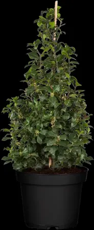 Ilex 'Hecken-Star'? - P9 - image 4