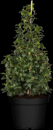 Ilex 'Hecken-Star'? - 60-80 CM C5 - image 7