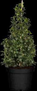 Ilex 'Hecken-Star'? - 60-80 CM C5 - image 7