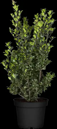 Ilex 'Hecken-Star'? - 3 Ltr pot - image 5