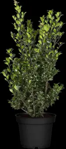 Ilex 'Hecken-Star'? - 3 Ltr pot - image 5
