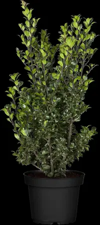 Ilex 'Hecken-Star'? - 60-80 CM C5 - image 8