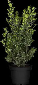Ilex 'Hecken-Star'? - 60-80 CM C5 - image 8