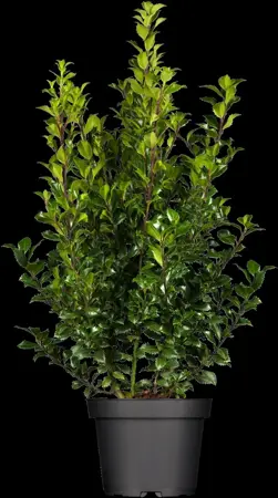 Ilex 'Hecken-Star'? - 3 Ltr pot - image 2