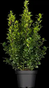 Ilex 'Hecken-Star'? - 3 Ltr pot - image 2