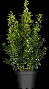 Ilex 'Hecken-Star'? - 60-80 CM C5 - image 5