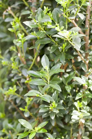 Ilex 'Impala'? - 10-15 CM P9 - image 5