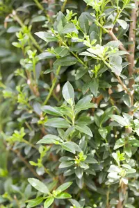 Ilex 'Impala'? - 10-15 CM P9 - image 5