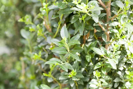 Ilex 'Impala'? - P9 - image 4