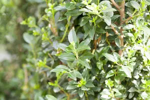 Ilex 'Impala'? - P9 - image 4